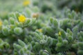 Pickle plant Delosperma echinatum, yellow flower